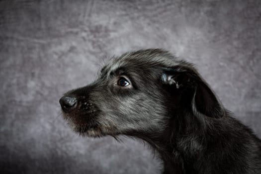 Cute female puppy of purebred Irish Wolfhound. Irish breed of large sighthound and one of the largest of all breeds of dog.