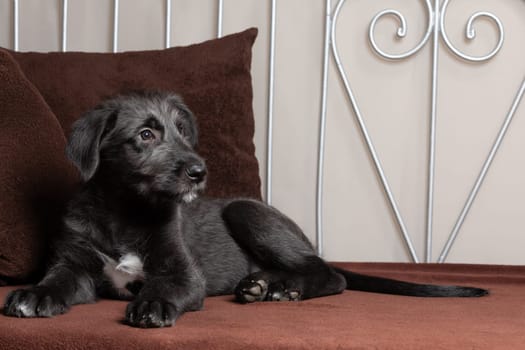 Cute female puppy of purebred Irish Wolfhound. Irish breed of large sighthound and one of the largest of all breeds of dog.