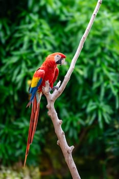 Scarlet macaw (Ara macao) is a large yellow, red and blue Neotropical parrot native to humid evergreen forests of the Americas. Malagana, Bolivar department. Wildlife and birdwatching in Colombia