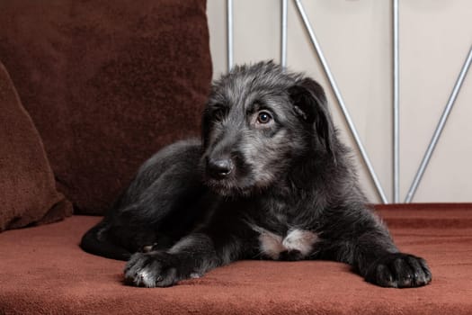 Cute female puppy of purebred Irish Wolfhound. Irish breed of large sighthound and one of the largest of all breeds of dog.