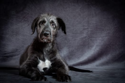 Cute female puppy of purebred Irish Wolfhound. Irish breed of large sighthound and one of the largest of all breeds of dog.