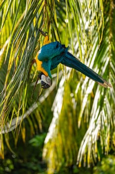 Blue-and-yellow macaw (Ara ararauna), also known as the blue-and-gold macaw, is a large Neotropical parrot. Malagana, Bolivar department. Wildlife and birdwatching in Colombia