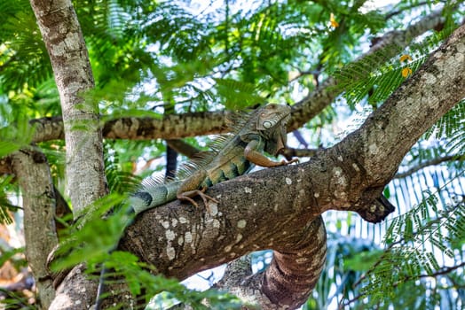 Green iguana (Iguana iguana) on tree in tropical rainforest. Centenario Park (Parque Centenario) Cartagena de Indias, Colombia wildlife animal.
