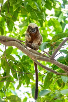 Cotton-top tamarin (Saguinus oedipus), small and cute New World monkey weighing less than 0.5 kg. Centenario Park (Parque Centenario) Cartagena de Indias, Colombia wildlife animal.