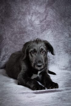 Cute female puppy of purebred Irish Wolfhound. Irish breed of large sighthound and one of the largest of all breeds of dog.
