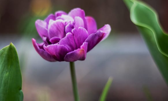 Hybrid violet-blue tulip Blue Diamond in the garden. Peony-shaped terry late tulips