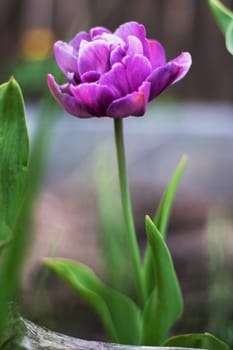 Hybrid violet-blue tulip Blue Diamond in the garden. Peony-shaped terry late tulips