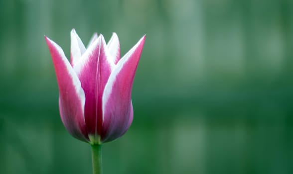 Spring flowers growing in an outdoor garden. One lily-shaped tulip in the shape of a lily. A genus of perennial herbaceous bulbous plants