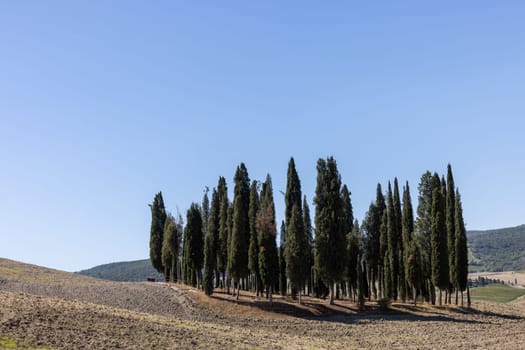 Iconic group of cypress trees in a field, near San Quirico,  Tuscany, Italy