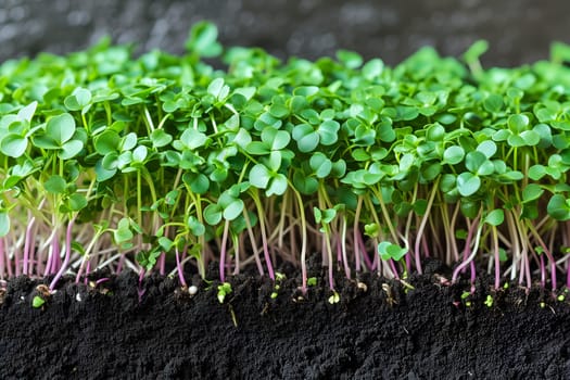 Microgreens sprouts closeup - healthy and fresh. Neural network generated image. Not based on any actual person or scene.