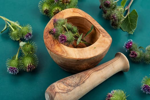 Burdock plant with flowers, herbal medicine. Medicinal plant, milk thistle flowers.