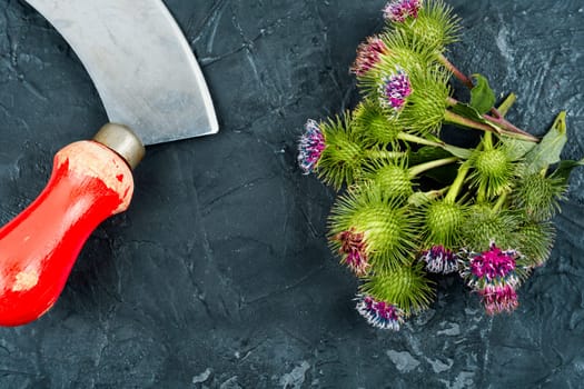 Burdock plant with flowers, herbal medicine. Medicinal plant, milk thistle flowers.