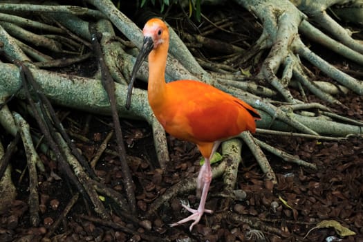 Close-up of a pink Ibis or Scarlet Ibis (Eudocimus ruber)