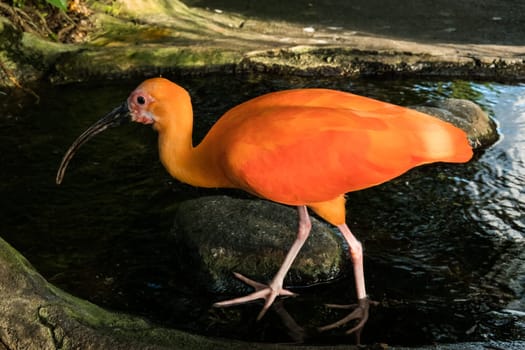 Close-up of a pink Ibis or Scarlet Ibis (Eudocimus ruber)