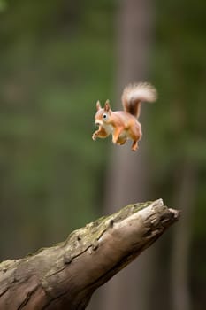Eurasian red squirrel Sciurus vulgaris jumping in the forest at summer day. Neural network generated in May 2023. Not based on any actual scene or pattern.