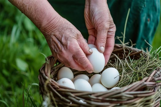 The hands of an elderly farmer fold white eggs into a basket full of organic eggs.