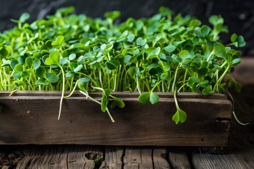 Microgreens sprouts closeup - healthy and fresh. Neural network generated image. Not based on any actual person or scene.