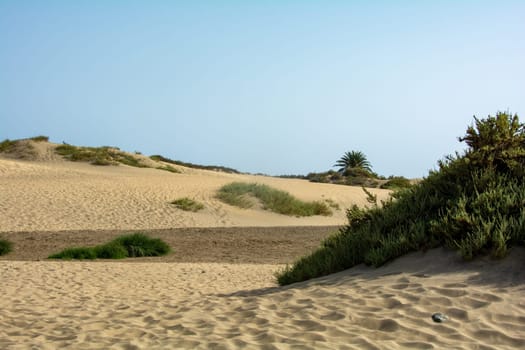 In the dunes of Maspalomas on Gran Canaria in Spain. With green plants in the sand. The huge sand dunes resemble a small desert and are a nature reserve.