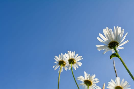 Marguerite from bottom to top with blue sky