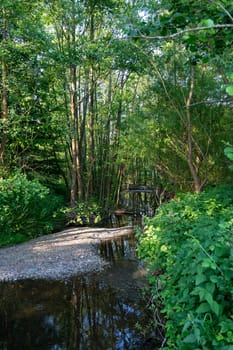 Bank of a stream in green nature