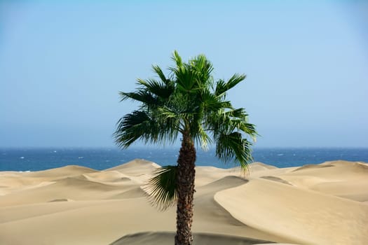 In the dunes of Maspalomas on Gran Canaria in Spain. View of the sea, palm trees and blue sky. The huge sand dunes resemble a small desert and are a nature reserve.