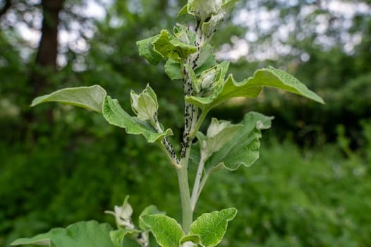 Many aphids on a plant in green nature
