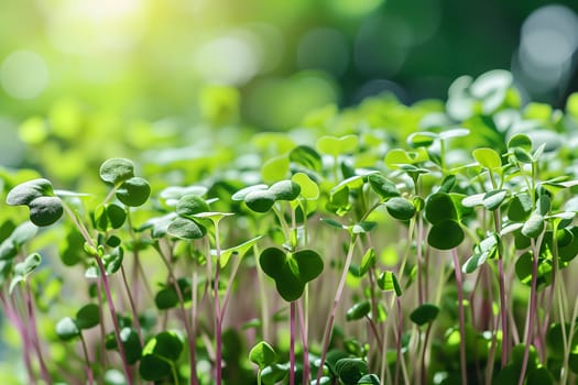 Microgreens sprouts closeup - healthy and fresh. Neural network generated image. Not based on any actual person or scene.