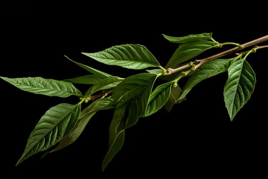 Stimulating Mate leaf health natural plant. Generate Ai