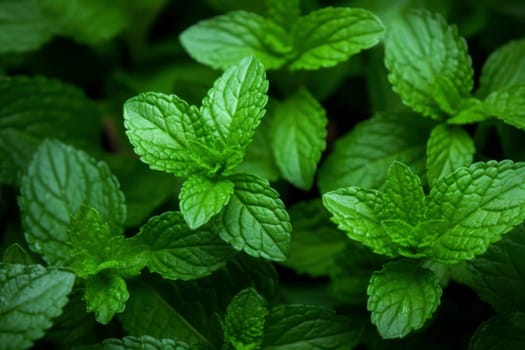 Aromatic Mint herbs wooden. Organic plant. Generate Ai