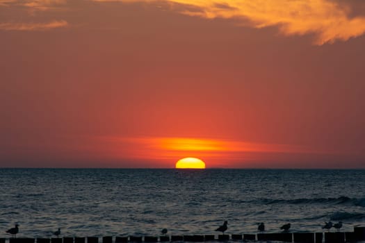 Orang - red sunset over the ocean, with wooden post breakwater and seagulls