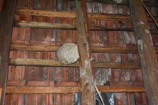 Empty Wasp nest under an old house roof by the roof tiles