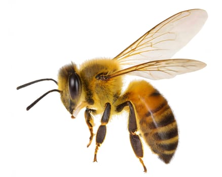 bee isolated on white background. AI generated