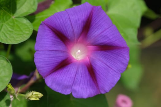 Flowers in the garden