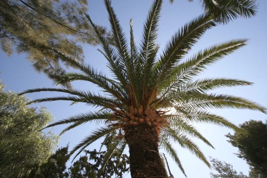 Bottom view of magnificent palm leaves against a blue sky in the center of the Palestinian city of Bethlehem, Israel