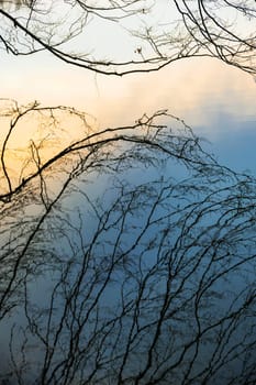 reflections of bare branches in water
