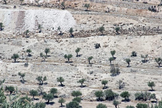 Olive tree grove between Bethlehem and Jerusalem, Israel