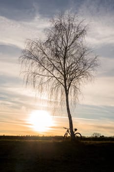 Bare tree at sunset with bike leaning on it