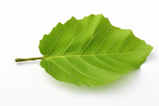 One green leaf of fig tree. Nature flora exotic botanic season. Generate Ai