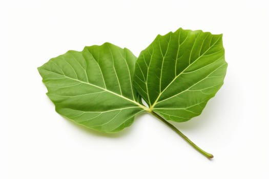 Veiny One green leaf of fig tree. Nature flora exotic botanic season. Generate Ai