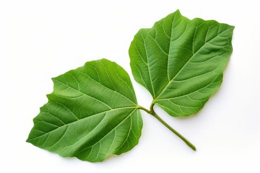 Broad One green leaf of fig tree. Nature flora exotic botanic season. Generate Ai