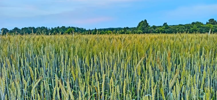 Summer field with growing plants of cereals. Agricultural plants in countryside. Agricultural crops. Field with growing grain-crops. Natural food ingredients