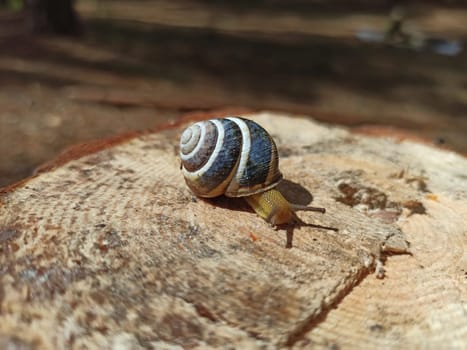 Snail in a shell. snail house. Slug creeping on wooden surface. Helix lucorum living in the forest
