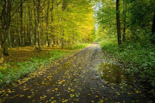 Alley in the woods on a wet autumn day, Nowiny, Poland