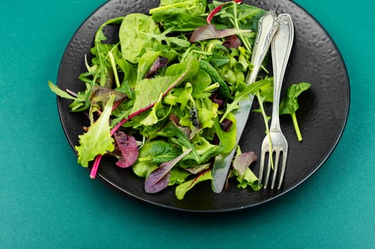 Green vegan salad made from mixed green leaves and lettuce.