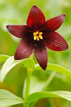 Flowering plants of Kamchatka. Plants on volcanic soil