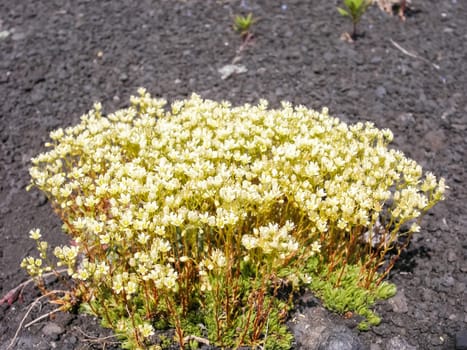 Flowering plants of Kamchatka. Plants on volcanic soil