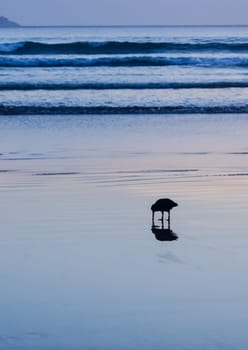 Kulik walks by the sea and is looking for food. Kulik walks by the sea and is looking for food.