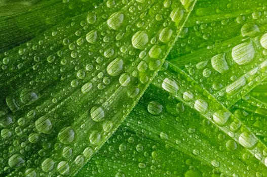 Leaf of a plant in the dew, background texture