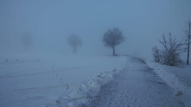 Icy dense fog in winter with a path and trees