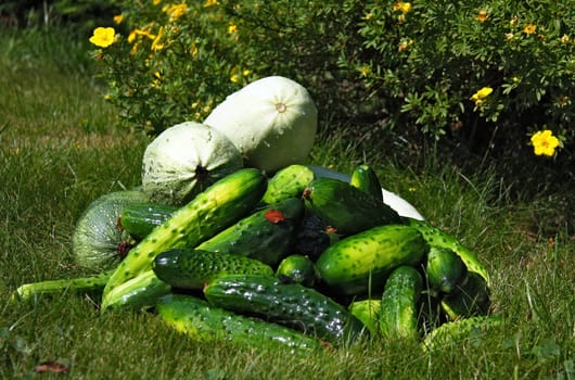 Small group of cucumbers and zucchini. Summer harvest from the garden. Washed cucumbers and zucchini.